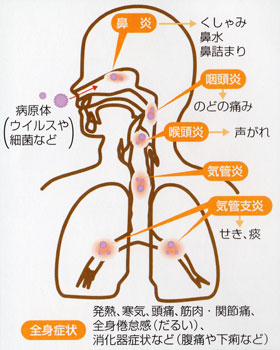 かぜ症候群